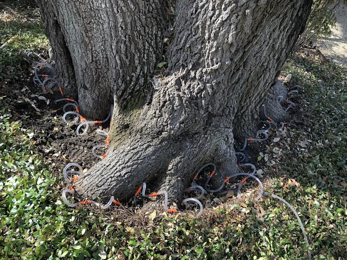 Detailed Tree Cabling and Bracing job site in Bushnell